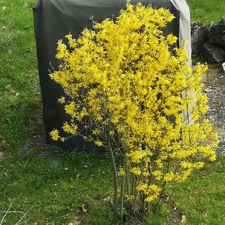 Eifelferienkurth * Buir (Nettersheim)