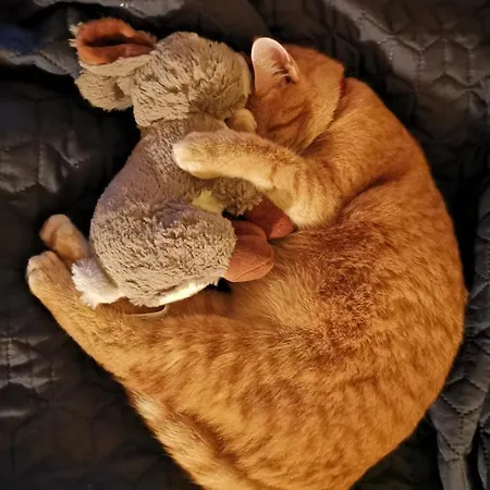 Eifelferienkurth Buir (Nettersheim)