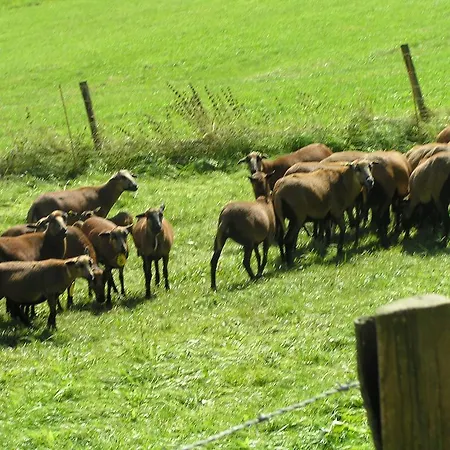 Apartment Eifelferienkurth *