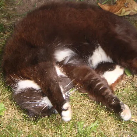 Apartment Eifelferienkurth Buir (Nettersheim)