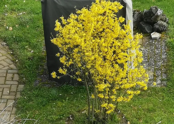 Eifelferienkurth * Buir