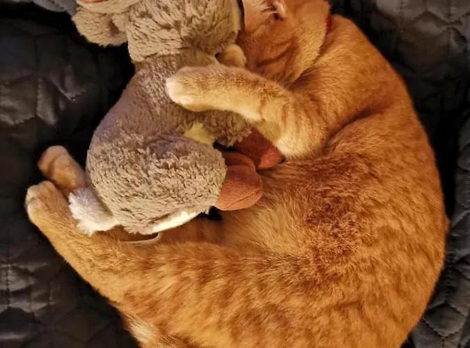 Eifelferienkurth Buir (Nettersheim)