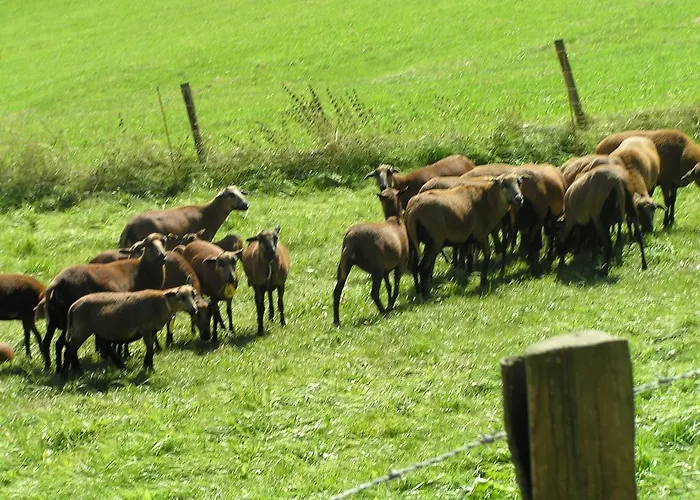 Daire Eifelferienkurth *