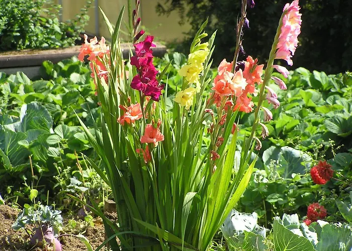 Daire Eifelferienkurth