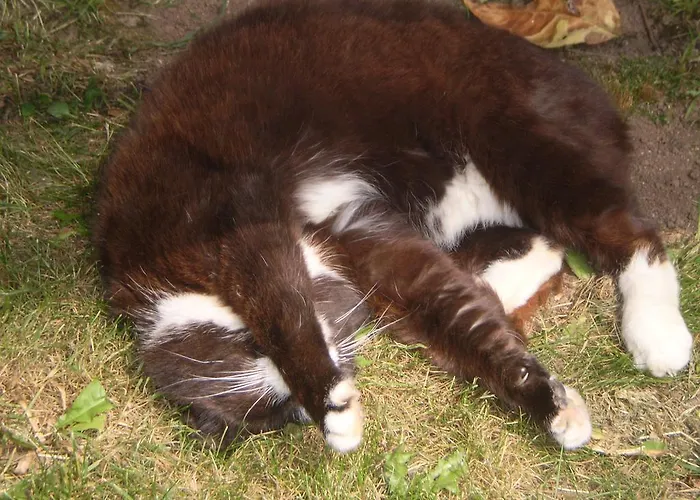 Daire Eifelferienkurth Buir (Nettersheim)