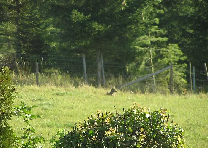 Daire Eifelferienkurth *