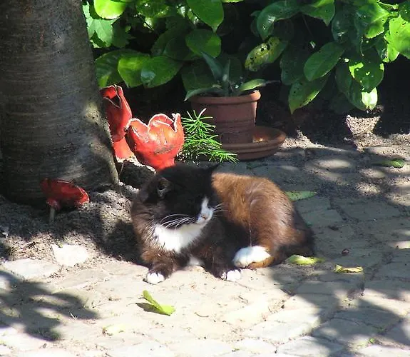 Daire Eifelferienkurth *